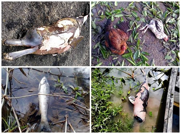 तेल के कुएं से हुई लीकेज से इस नेशनल पार्क में मची तबाही, मर गईं सैकड़ों मछलियां