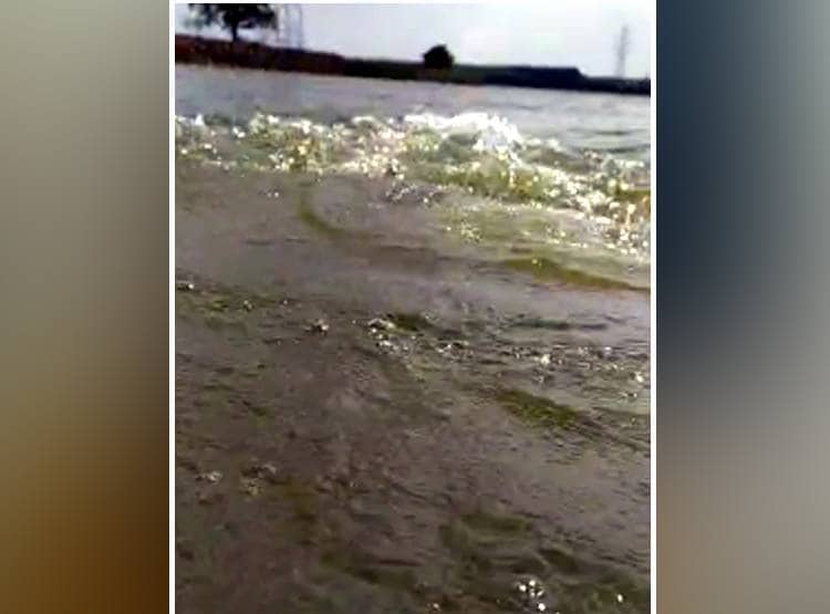 मगरमच्छ का हमला मोबाइल में कैद, एक झटके में पानी के अंदर चला गया शख्स