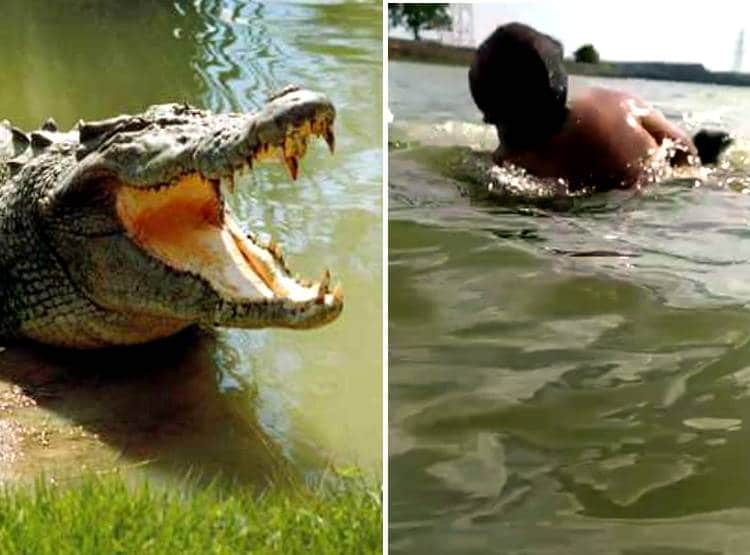 मगरमच्छ का हमला मोबाइल में कैद, एक झटके में पानी के अंदर चला गया शख्स
