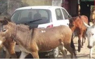 पाकिस्तान में जुआ खेलने के आरोप में गधा गिरफ्तार, लोगों ने उड़ाया मजाक