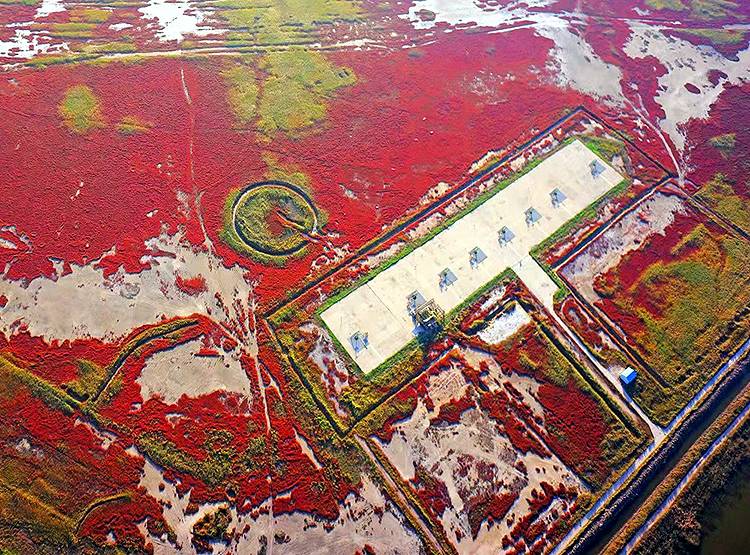 चीन बोला-अमेरिका ने हमारे यहां फैलाए 'एलियन' वायरस, पर्यावरण को खतरा