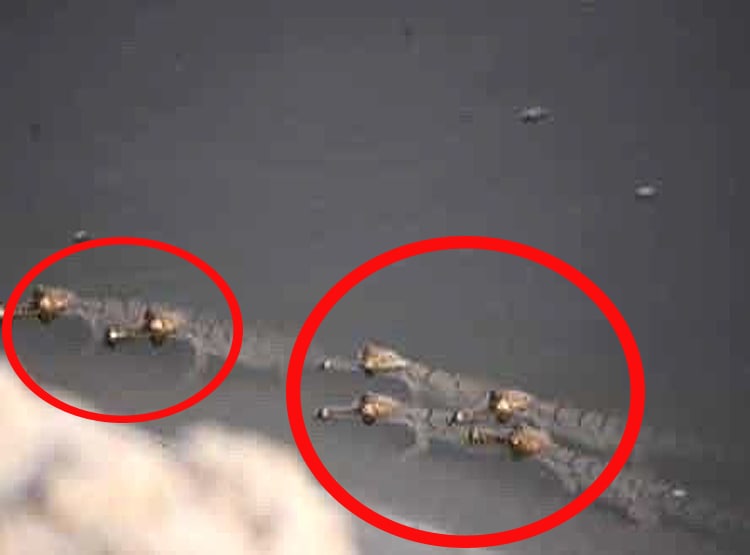 लॉकडाउन का असर, यमुना नदी में लौटा ये खतरनाक जीव...