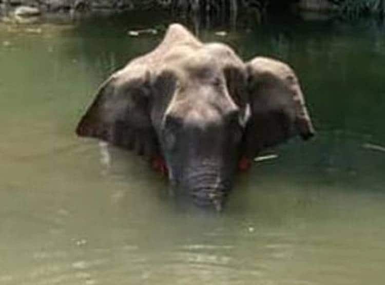 गर्भवती हथिनी को खिलाया पटाखे वाला अनानास, पानी में खड़े-खड़े हुई मौत