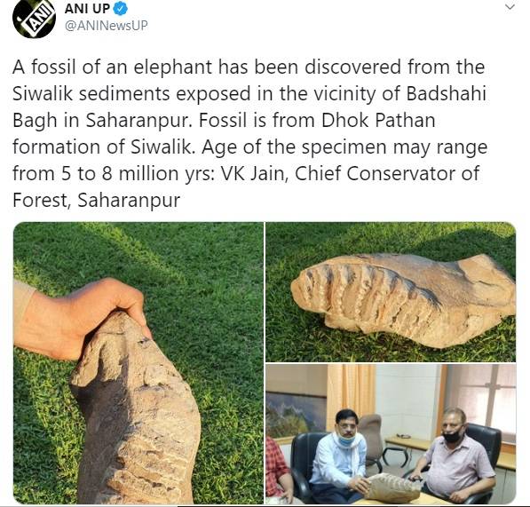 शिवालिक के जंगल में मिला 50 लाख साल पुराना हाथी का जबड़ा