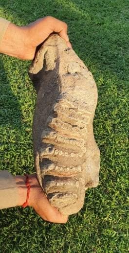 शिवालिक के जंगल में मिला 50 लाख साल पुराना हाथी का जबड़ा