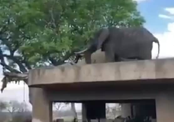 घर की छत पर टहलता दिखाई दिया हाथी, लोग बोले- अब उतरेगा कैसे