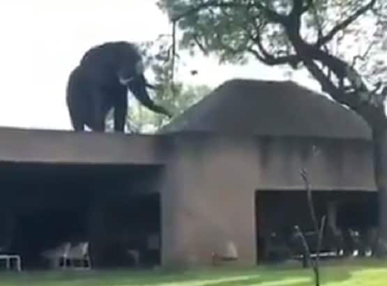 घर की छत पर टहलता दिखाई दिया हाथी, लोग बोले- अब उतरेगा कैसे