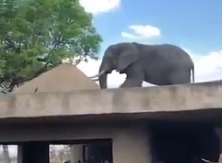 घर की छत पर टहलता दिखाई दिया हाथी, लोग बोले- अब उतरेगा कैसे