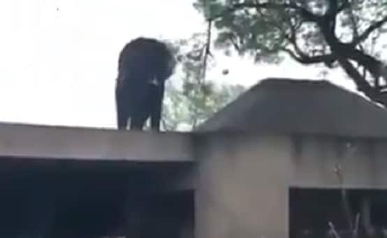घर की छत पर टहलता दिखाई दिया हाथी, लोग बोले- अब उतरेगा कैसे