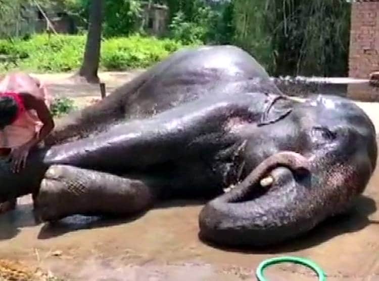 जान बचाई तो बिहार के इस शख्स ने हाथियों के नाम की 5 करोड़ की संपत्ति