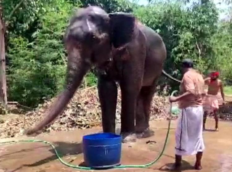 जान बचाई तो बिहार के इस शख्स ने हाथियों के नाम की 5 करोड़ की संपत्ति