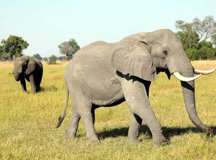 जान बचाई तो बिहार के इस शख्स ने हाथियों के नाम की 5 करोड़ की संपत्ति