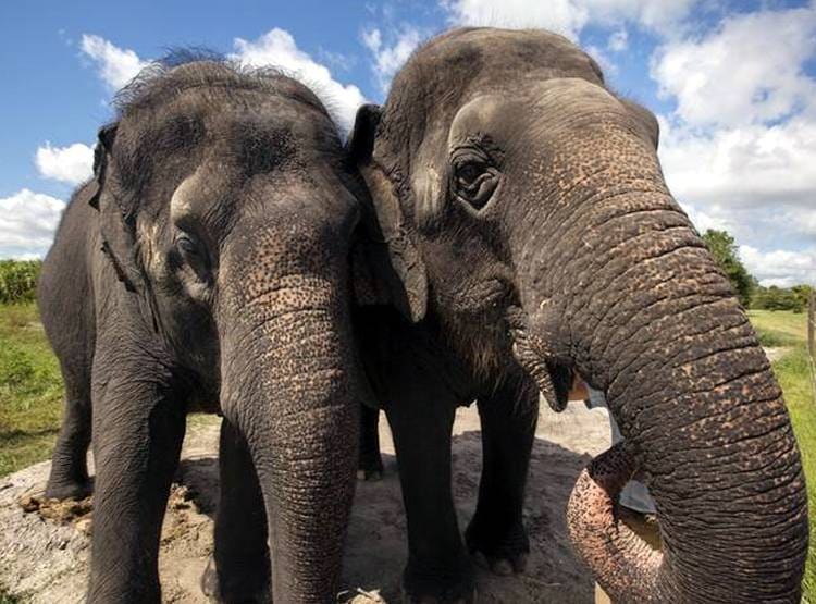 जान बचाई तो बिहार के इस शख्स ने हाथियों के नाम की 5 करोड़ की संपत्ति