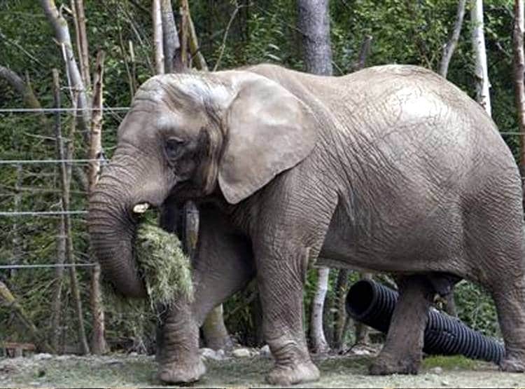 जान बचाई तो बिहार के इस शख्स ने हाथियों के नाम की 5 करोड़ की संपत्ति