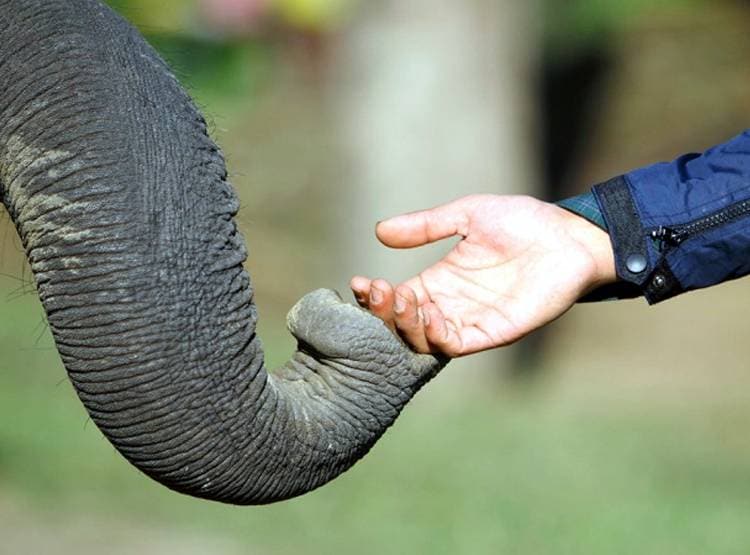 जान बचाई तो बिहार के इस शख्स ने हाथियों के नाम की 5 करोड़ की संपत्ति