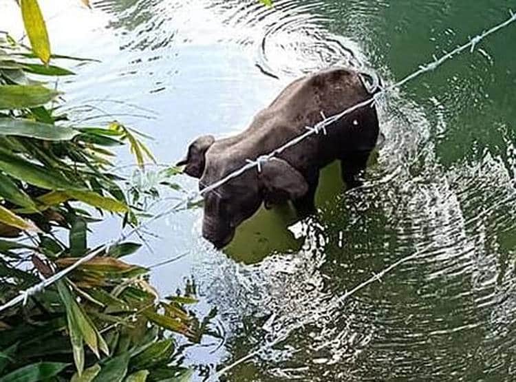 गर्भवती हथिनी को खिलाया पटाखे वाला अनानास, पानी में खड़े-खड़े हुई मौत