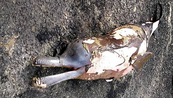 तेल के कुएं से हुई लीकेज से इस नेशनल पार्क में मची तबाही, मर गईं सैकड़ों मछलियां