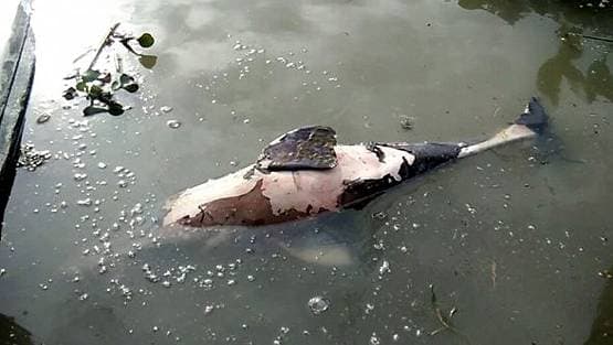 तेल के कुएं से हुई लीकेज से इस नेशनल पार्क में मची तबाही, मर गईं सैकड़ों मछलियां