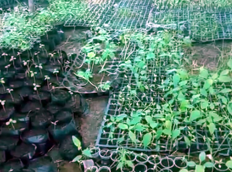 एक हजार की लागत से किसान ने कमाए 40 हजार, गूगल से सीखी जैविक खेती