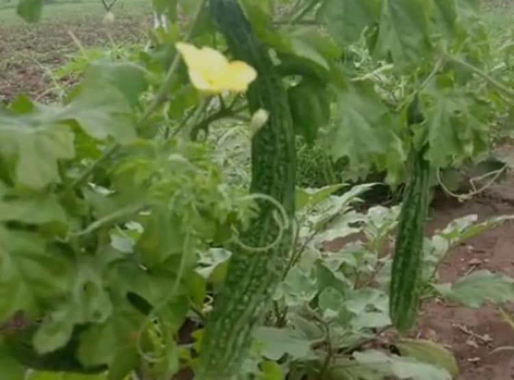 एक हजार की लागत से किसान ने कमाए 40 हजार, गूगल से सीखी जैविक खेती