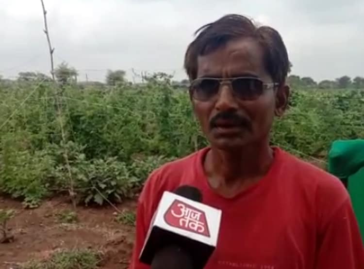 एक हजार की लागत से किसान ने कमाए 40 हजार, गूगल से सीखी जैविक खेती