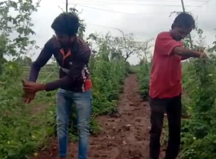 एक हजार की लागत से किसान ने कमाए 40 हजार, गूगल से सीखी जैविक खेती