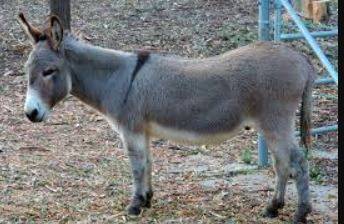 पाकिस्तान में जुआ खेलने के आरोप में गधा गिरफ्तार, लोगों ने उड़ाया मजाक