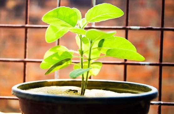 लग गया है साल का सबसे लंबा सूर्य ग्रहण, जानें- क्या करें और क्या नहीं?