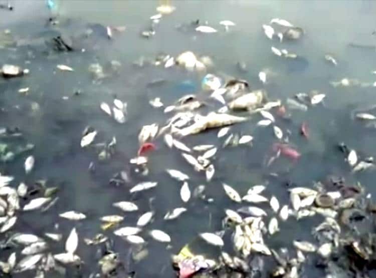 तालाब में मरी मिलीं हजारों मछलियां, इलाके के लोगों में खौफ