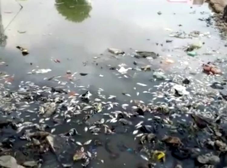 तालाब में मरी मिलीं हजारों मछलियां, इलाके के लोगों में खौफ