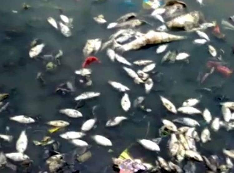 तालाब में मरी मिलीं हजारों मछलियां, इलाके के लोगों में खौफ