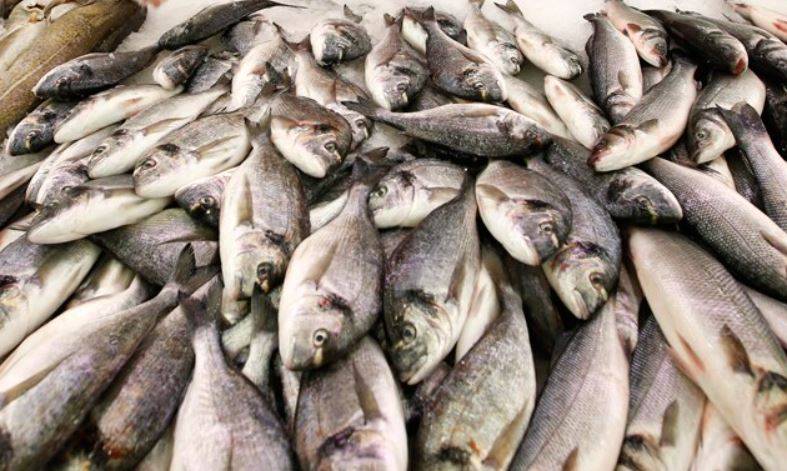 जिंदा मछली मुंह में डालकर बनाया वीडियो, गले में अटकने से हुई मौत