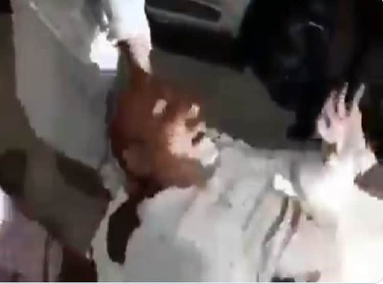 गोली लगने के बाद भी स्ट्रेचर पर बीड़ी पीता रहा शख्स, वीडियो वायरल