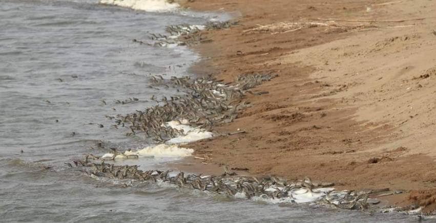 लॉकडाउन का असर, पहली बार 1500 घड़ियालों ने लिया जन्म, देखें तस्वीरें