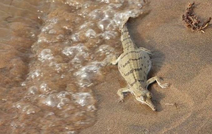 लॉकडाउन का असर, पहली बार 1500 घड़ियालों ने लिया जन्म, देखें तस्वीरें