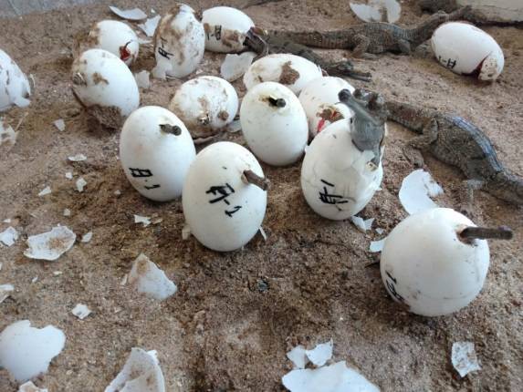 लॉकडाउन का असर, पहली बार 1500 घड़ियालों ने लिया जन्म, देखें तस्वीरें