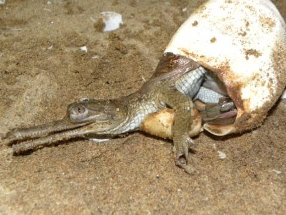 लॉकडाउन का असर, पहली बार 1500 घड़ियालों ने लिया जन्म, देखें तस्वीरें