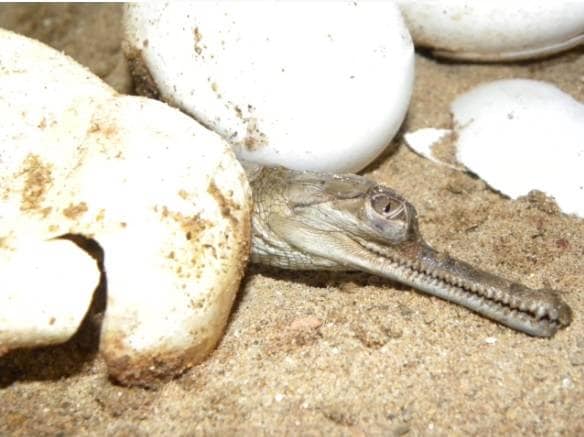 लॉकडाउन का असर, पहली बार 1500 घड़ियालों ने लिया जन्म, देखें तस्वीरें