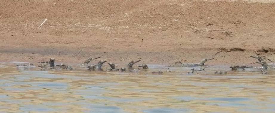 लॉकडाउन का असर, पहली बार 1500 घड़ियालों ने लिया जन्म, देखें तस्वीरें