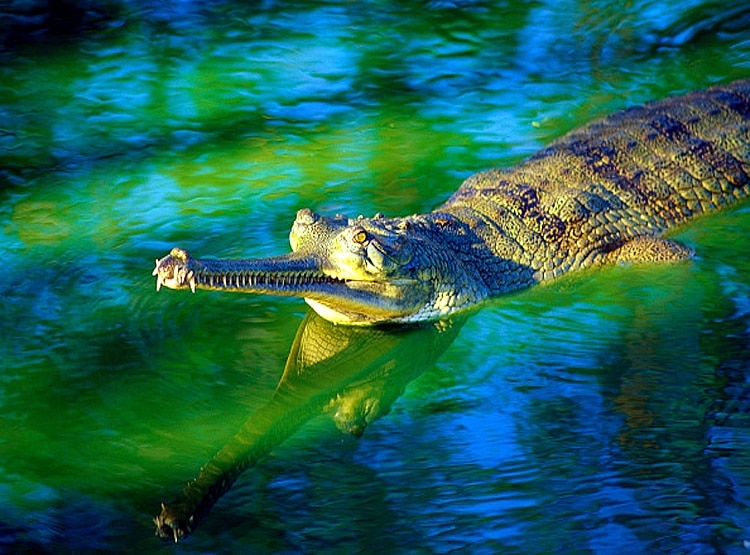 लॉकडाउन का असर, यमुना नदी में लौटा ये खतरनाक जीव...
