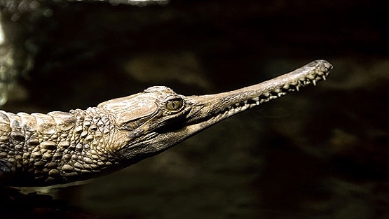 लॉकडाउन का असर, यमुना नदी में लौटा ये खतरनाक जीव...