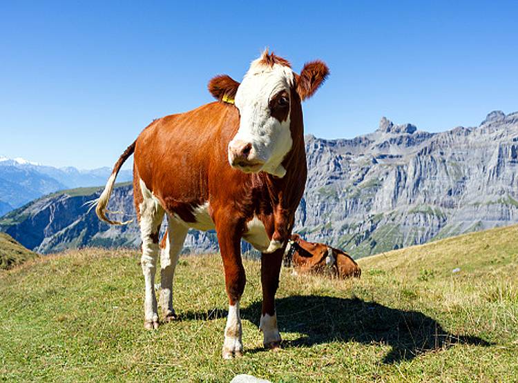 गाय की एंटीबॉडी से खत्म होगा कोरोना, अमेरिकी कंपनी ने खोजा नया इलाज