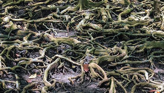 चीन बोला-अमेरिका ने हमारे यहां फैलाए 'एलियन' वायरस, पर्यावरण को खतरा