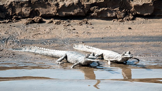 लॉकडाउन का असर, यमुना नदी में लौटा ये खतरनाक जीव...
