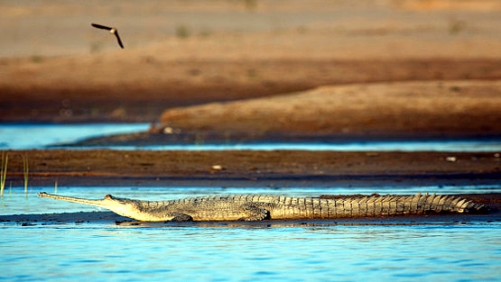लॉकडाउन का असर, यमुना नदी में लौटा ये खतरनाक जीव...