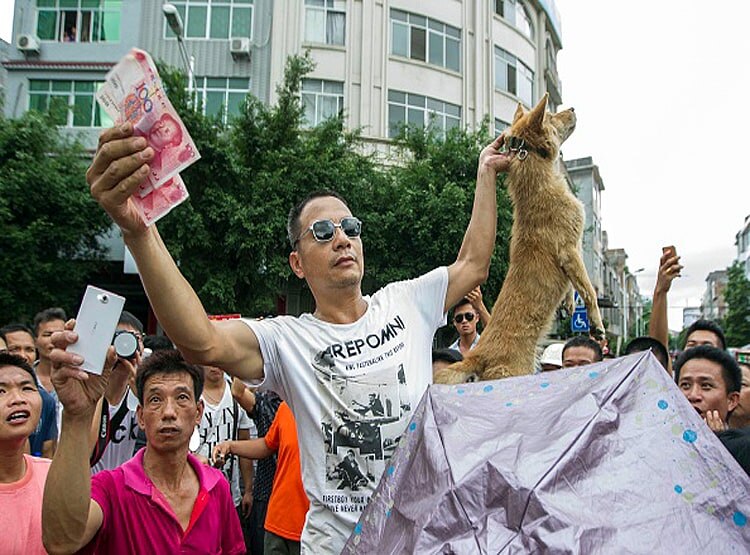 चीनी भूले कोरोना वायरस का खौफ, डॉग मीट फेस्टिवल फिर हुआ शुरू