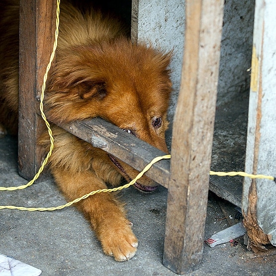 चीनी भूले कोरोना वायरस का खौफ, डॉग मीट फेस्टिवल फिर हुआ शुरू