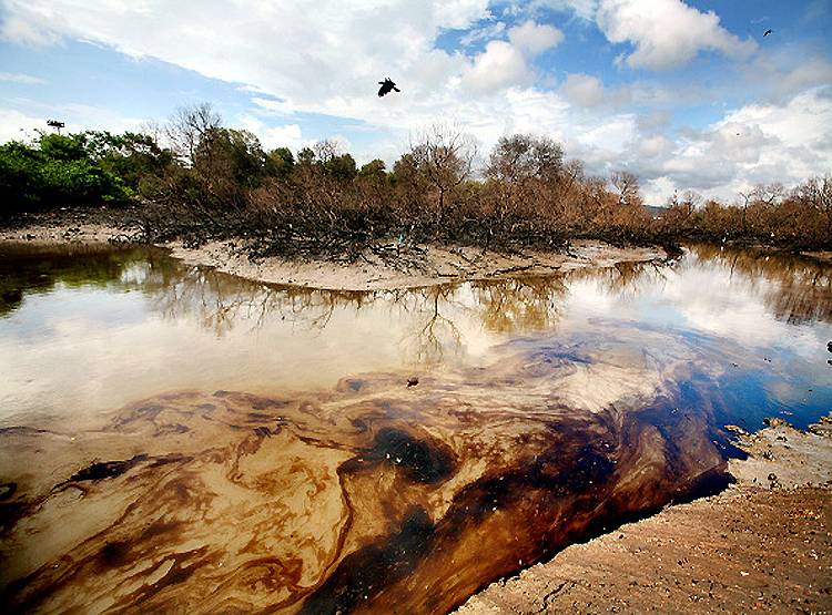 तेल के कुएं से हुई लीकेज से इस नेशनल पार्क में मची तबाही, मर गईं सैकड़ों मछलियां