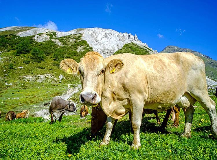 गाय की एंटीबॉडी से खत्म होगा कोरोना, अमेरिकी कंपनी ने खोजा नया इलाज