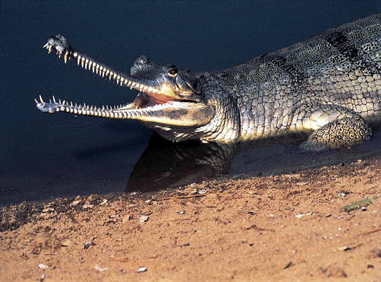 लॉकडाउन का असर, यमुना नदी में लौटा ये खतरनाक जीव...